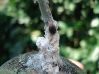 PREDATÖR - Afetzede Çiftçiye Faydalı Böcek Yardımı