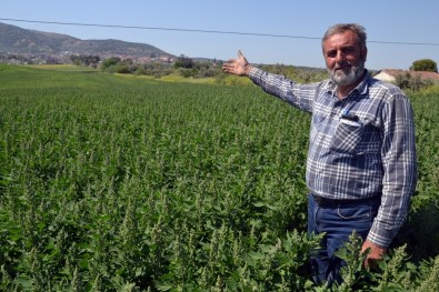 Çiftçinin Yeni Gözdesi Açıklaması Kinoa