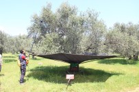 BALıKESIR ÜNIVERSITESI - Zeytin Çiftçisine Büyük Kolaylık