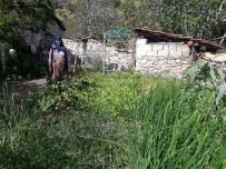 Tarihi Kavaklı Köyünde Bir Koca Çınar