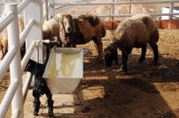 KUMÇATı - Bakan Fakıbaba, Cizre'de Hayvan Pazarının Açılışını Yaptı