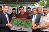 ALI AKYÜZ - Mut Belediyesi Çiftçilere 100 Bin Domates Fidesi Dağıttı