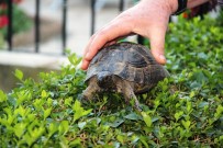EMEKLİ ÖĞRETMEN - Poşet İçinde Çöpe Atılan Kaplumbağanın Hayatı Değişti