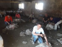 Aydın'da Sıcaklar Erken Bastırınca Koyun Kırkım Sezonu Da Erken Başladı