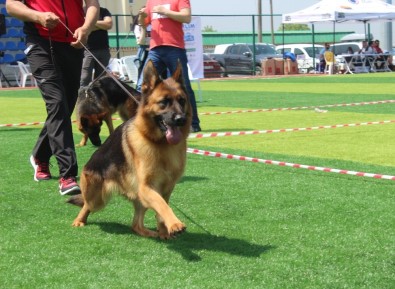 Kocaeli'de Alman Çoban Köpekleri Güzellikleriyle Yarıştı