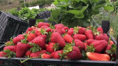 Sason'da Çilek Hasadı Başladı