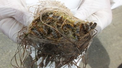 Balıkesir'de Çam Kese Zararlısına Böcekli Mücadele