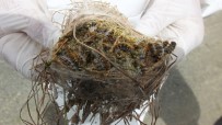 ÇAM KESE - Balıkesir'de Çam Kese Zararlısına Böcekli Mücadele