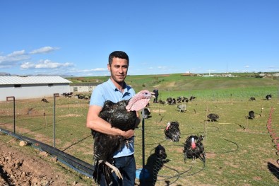 Kahta'da Organik Hindi Yetiştiriyor