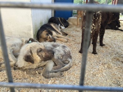Milas'ta Sokak Hayvanları Emin Ellerde