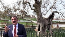 ASIRLIK ÇINAR - Yedi Asırlık Çınar Turizme Kazandırıldı