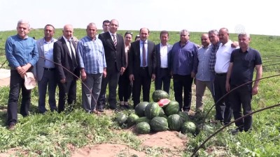 Karpuzda Verim Arttı, Fiyat Düştü