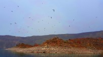 KRATER GÖLÜ - (ÖZEL) Nemrut Krater Gölü'ndeki 'Martı Adası' Keşfedilmeyi Bekliyor