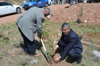 ENDER FARUK UZUNOĞLU - Suşehri'nde Şehitler Tepesinde Fidan Dikimi