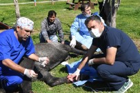 TEDAVİ SÜRECİ - Ayaklarına Tel Dolanan Yaralı At Operasyonla İyileştirildi