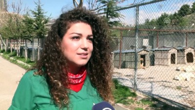 Satin Alma Sahiplen Ankara Iline Bagli Cankaya Ilcesi