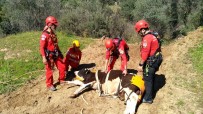 Aydın'da Buzağı Kurtarma Operasyonu