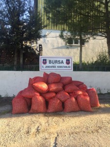 Bursa'da 1,5 Tonluk Kaçak Midyeyi Vatandaşa Satacaklardı
