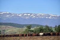 TURAN ÇAKıR - Büyükşehirden Hayvancılığa Destek