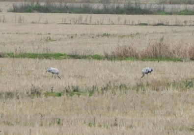 Nesli Tükenmekte Olan Turnalar Bakanlığın Takibinde