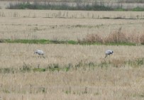 Nesli Tükenmekte Olan Turnalar Bakanlığın Takibinde