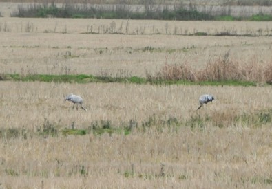 Nesli Tükenmekte Olan Turnalar Bakanlık Takibinde