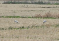Nesli Tükenmekte Olan Turnalar Bakanlık Takibinde