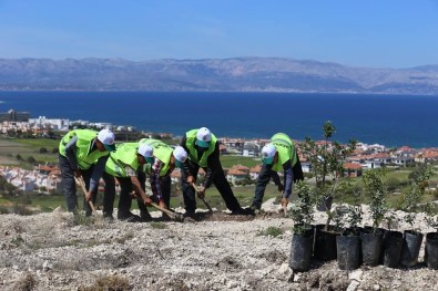 Sakız Fidanları Toprakla Buluşuyor