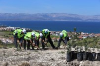 Sakız Fidanları Toprakla Buluşuyor