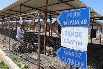 Sokak Hayvanlarına Belediye Şefkati