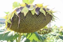 MEHMET ERDEM - Yağlı Tohumlu Bitkiler Fark Ödemesi Yarın Akşam Başlıyor