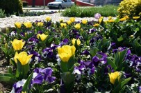 LALE SOĞANI - Bahar Çiçekleri Alaşehir'e Renk Kattı