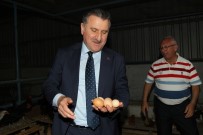 METİN OKTAY - Bakan Bak Yumurta Topladı