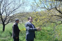 AYVALı - Darende'de Kayısının Yüzde 70'İ Yandı