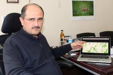 Van Gölü 'Asrın Süper Gıdası' İçin İdeal