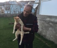 EMEKLİ ÖĞRETMEN - Kapı Açan Sevimli Kedi
