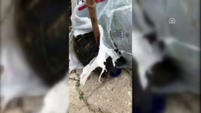 Muğla'da Çöpe Atılan Kaplumbağaya Hayvansever Sahip Çıktı