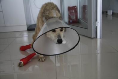 Muş'ta Yaralanan Köpekler Tekirdağ'da Tedavi Altına Alındı