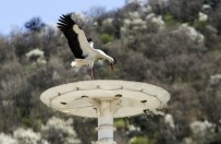 KUZEY AFRIKA - (Özel) Kanatlarında Baharı Getirdiler