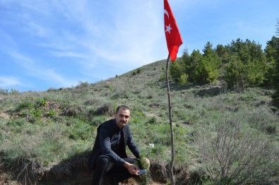 Ülkü Ocakları 10 Bin Adet Fidan Dağıtacak