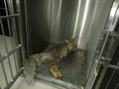 Aracın Çarpması Sonucu Yaralanan Hamile Tilki 3 Yavru Dünyaya Getirdi