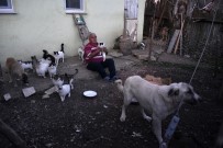 Emekli Maaşıyla 25 Kedi, 15 Köpek Besliyor Haberi