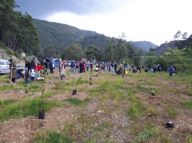 Marmaris'te Şehit Nedip Cengiz Eker Hatıra Ormanı'na Fidan Dikildi