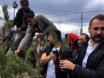 ALPARSLAN TÜRKEŞ - Ülkü Ocakları 10 Bin Adet Fidan Dağıttı