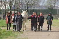 TÜRKIYE JOKEY KULÜBÜ - Dokunmaya Korktukları Atların Seyisi Oldular