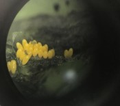 SÜTÇÜ İMAM ÜNIVERSITESI - Kahramanmaraş'ta Kelebek Ve Uğur Böceği Müzesi Kuruluyor