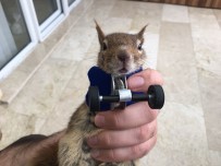 MODELLER - Sincap Karamel Protezine Alıştı