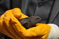 Tokat'ta Ebabil kuşu görüldü