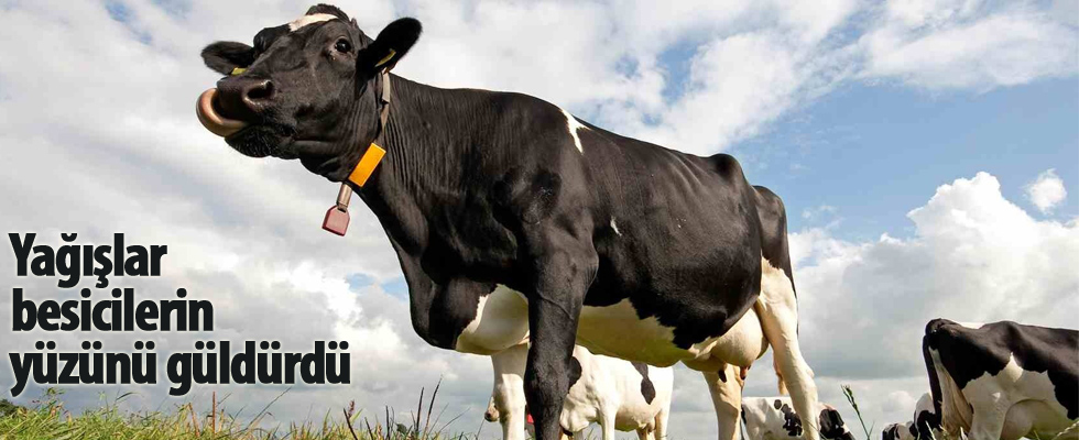 Yağışlar Yozgatlı besicilerin yüzünü güldürdü