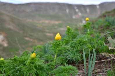 150 Yıl Sonra İlk Kez Tespit Edilmişti, Yeniden Açmaya Başladı
